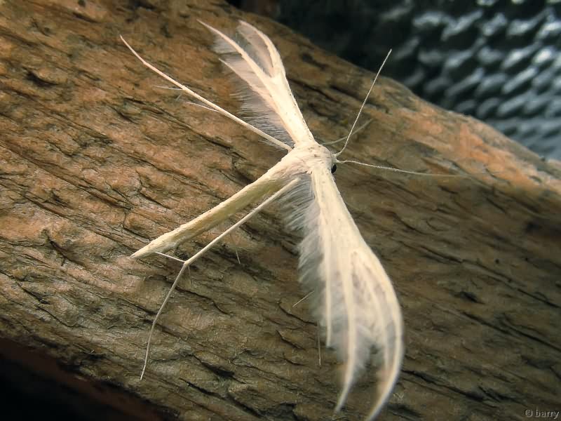 Pterophorus pentadactyla